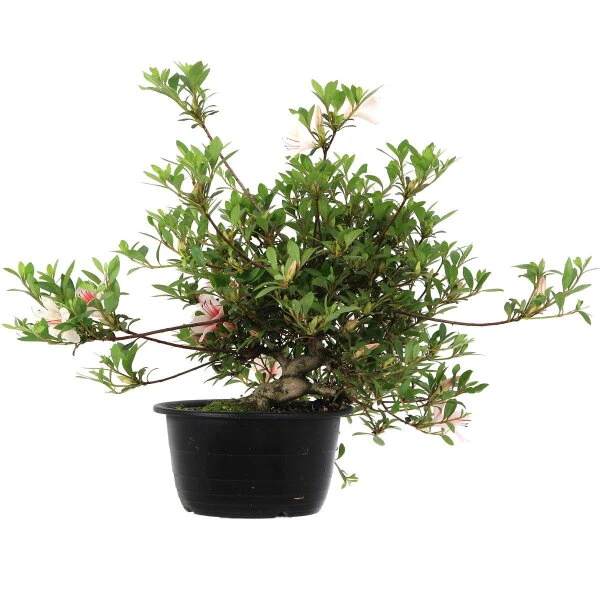 Satsuki Azalee Hi No Maru, Bonsai, 18 Jahre, 31cm – Bild 2