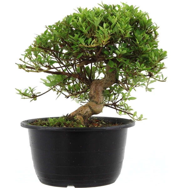 Satsuki Azalee Hi No Maru, Bonsai, 18 Jahre, 30cm