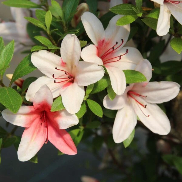 Satsuki Azalee Hi No Maru, Bonsai, 18 Jahre, 30cm – Bild 3