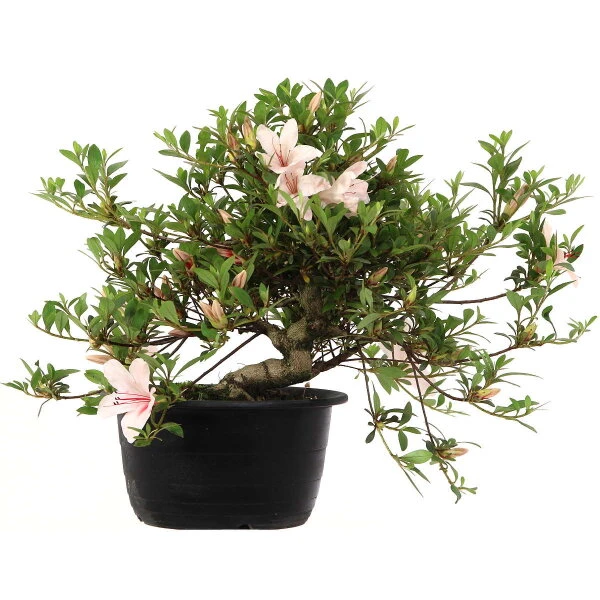 Satsuki Azalee Hi No Maru, Bonsai, 18 Jahre, 29cm – Bild 2