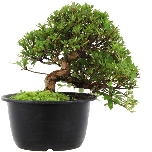 Satsuki Azalee Hi No Maru, Bonsai, 18 Jahre, 29cm