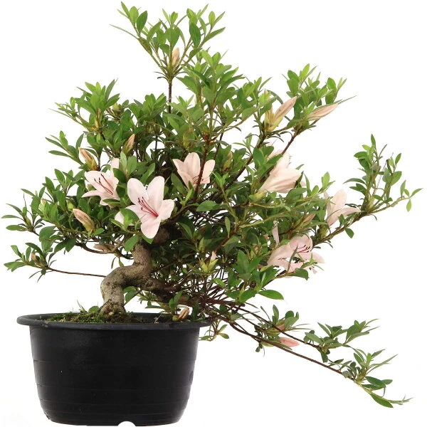 Satsuki Azalee Hi No Maru, Bonsai, 18 Jahre, 29cm – Bild 2
