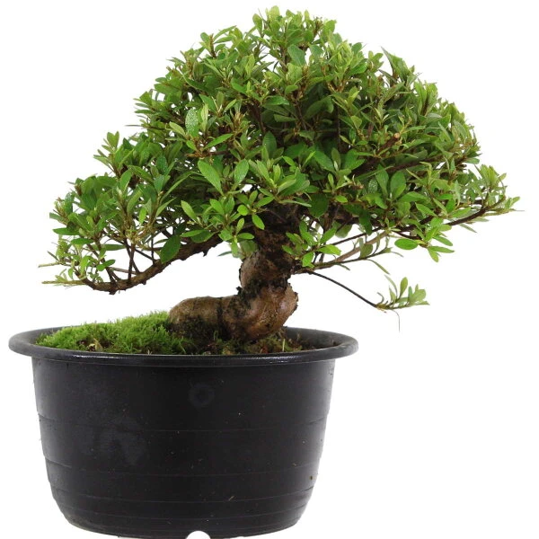 Satsuki Azalee Hi No Maru, Bonsai, 18 Jahre, 28cm
