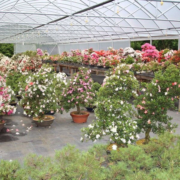 Satsuki Azalee Hi No Maru, Bonsai, 18 Jahre, 27cm – Bild 5