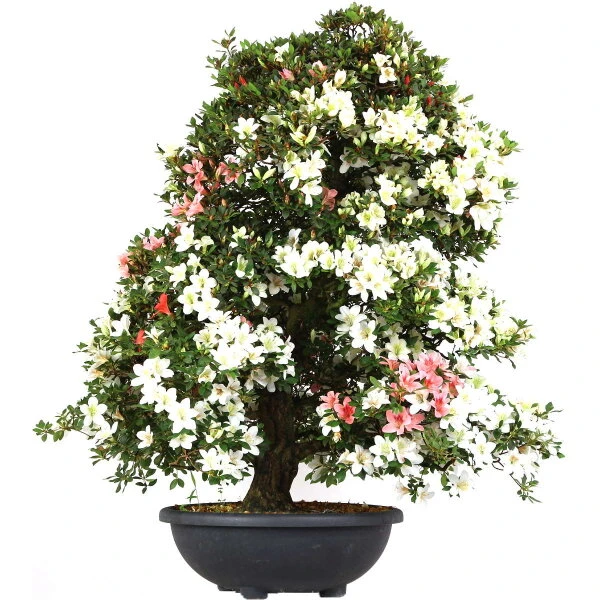 Satsuki Azalee Koki, Bonsai, 35 Jahre, 139cm