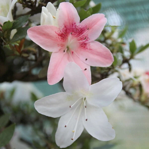 Satsuki Azalee Koki, Bonsai, 35 Jahre, 139cm – Bild 3
