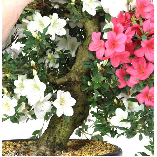 Satsuki Azalee Shinsei, Bonsai, 35 Jahre, 115cm – Bild 2