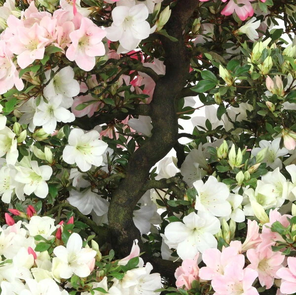 Satsuki Azalee Shinsei, Bonsai, 35 Jahre, 123cm – Bild 2