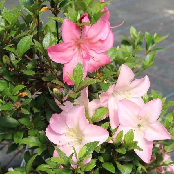 Satsuki Azalee Shinsei, Bonsai, 35 Jahre, 123cm – Bild 3