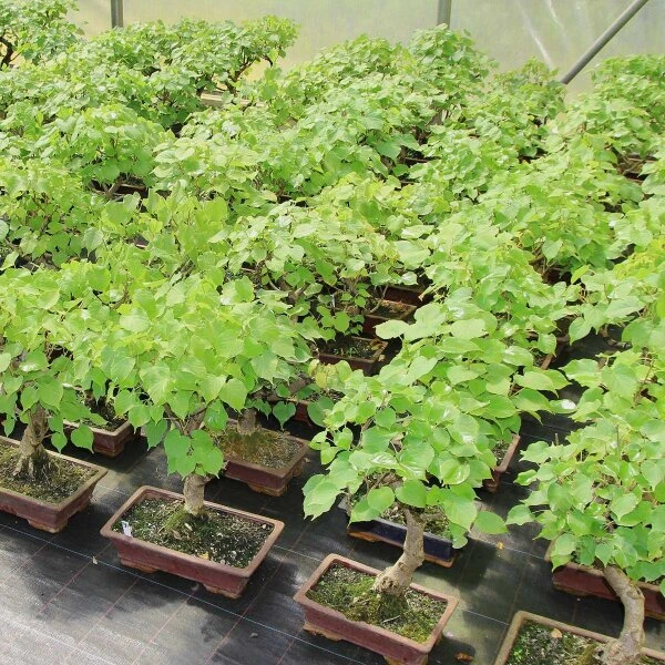 Winterlinde, Bonsai, 18 Jahre, 60cm – Bild 2