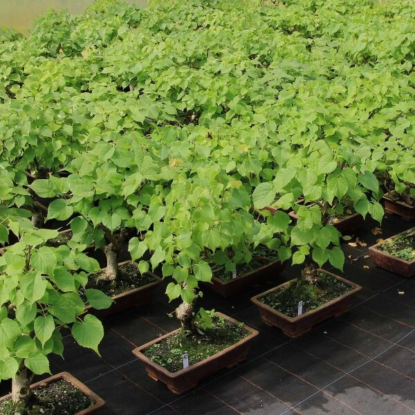 Winterlinde, Bonsai, 18 Jahre, 49cm – Bild 3