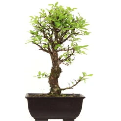 Japanische Ulme, Bonsai, 9 Jahre, 30cm