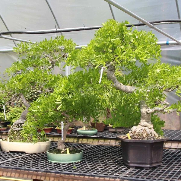 Japanischer Blauregen, Bonsai, 35 Jahre, 160cm – Bild 2