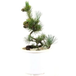 Japanische Mädchenkiefer, Prebonsai, 10 Jahre, 45cm